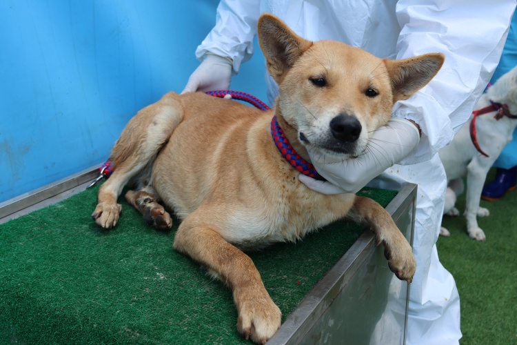 보호중 믹스견의 가…