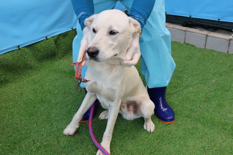 종료(입양) 믹스견…