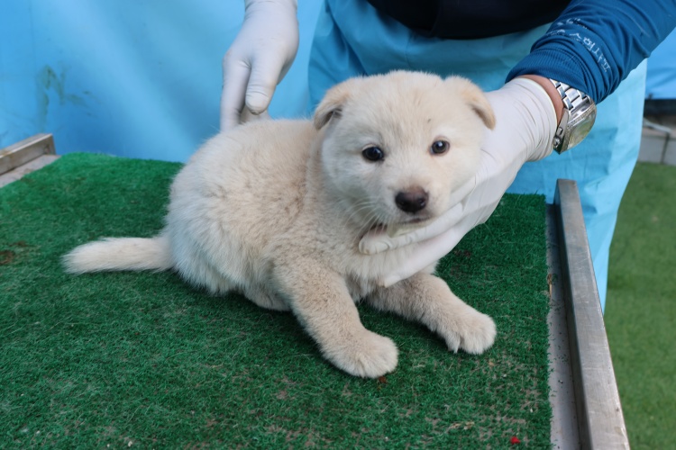 보호중 믹스견의 가…