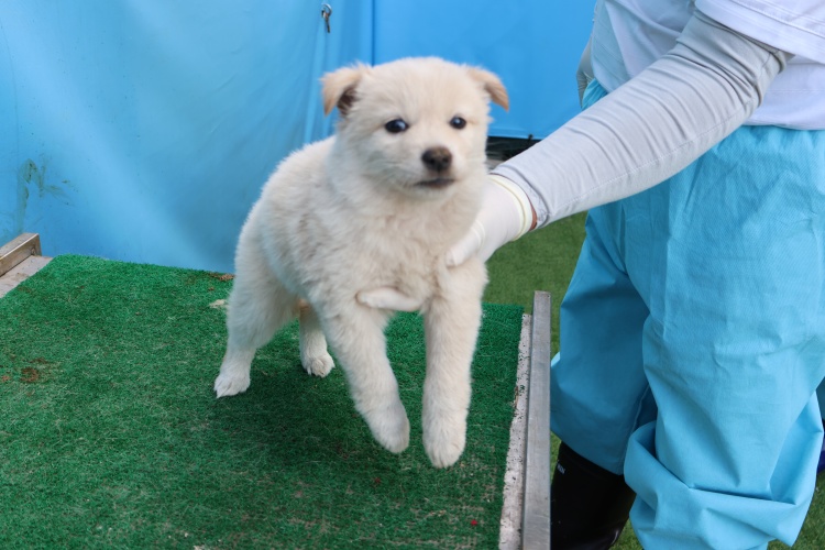 제주 동물보호센터_450650202502778