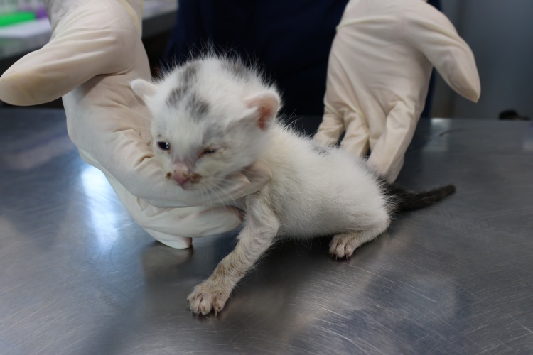 종료(자연사) 한국…