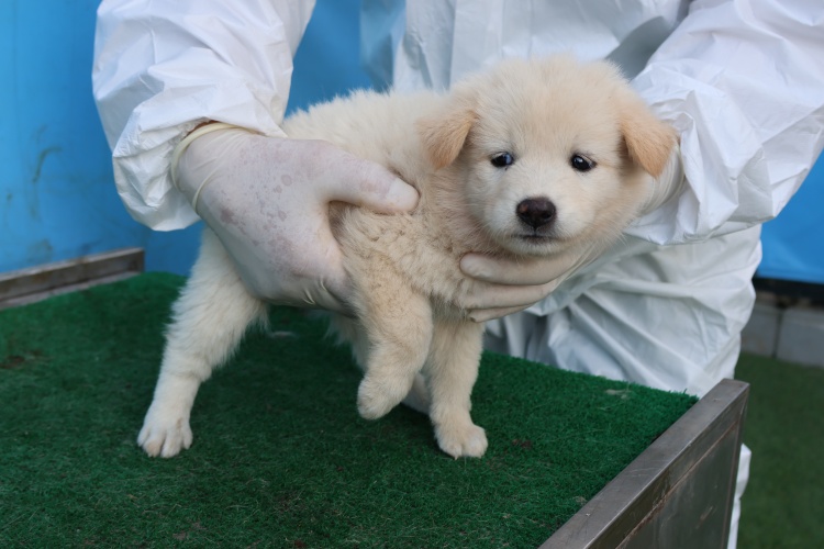 보호중 믹스견의 가…