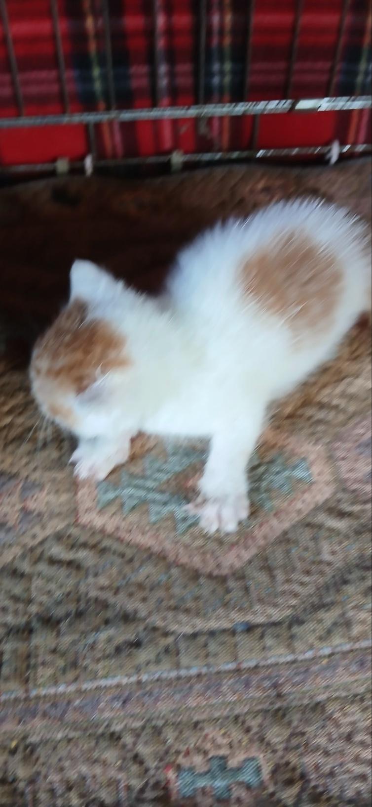 종료(입양) 한국 …