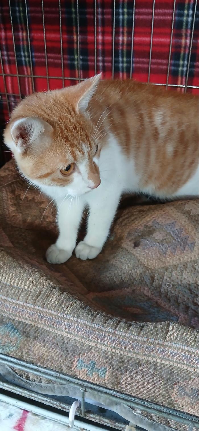 동물보호관리협회_426329202500823