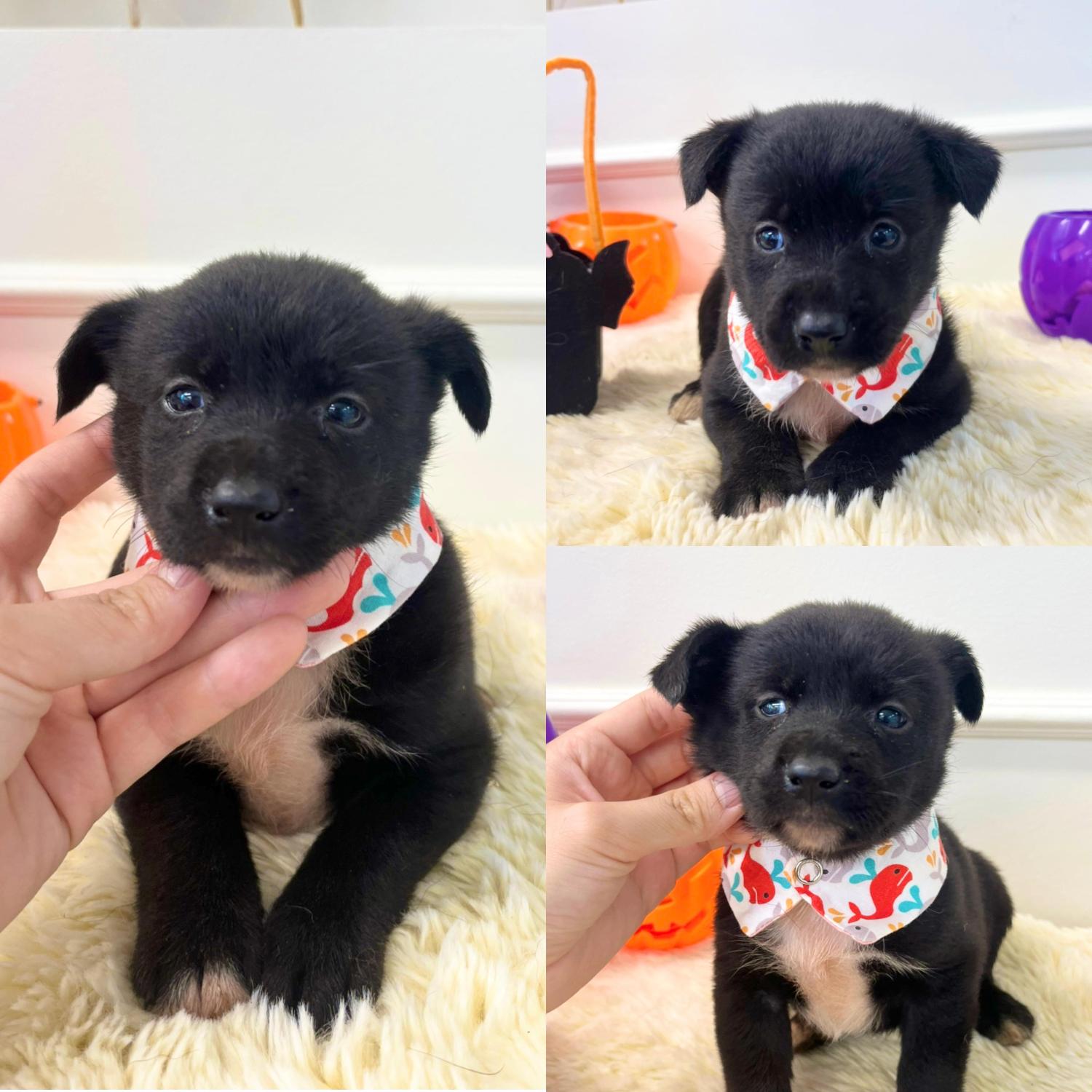 보호중 믹스견의 가…