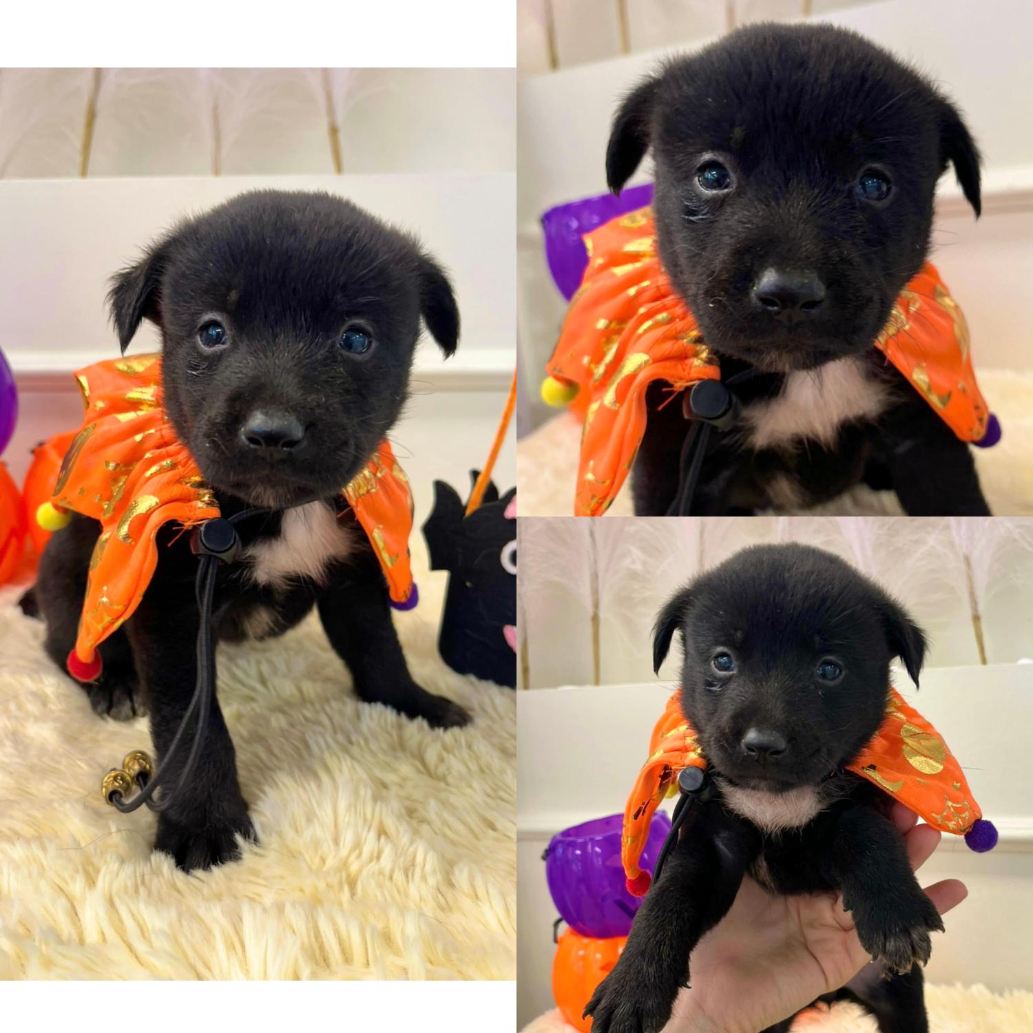 보호중 믹스견의 가…