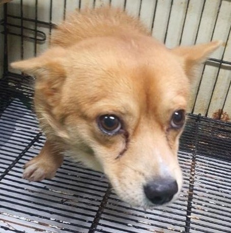 공주시 동물보호센터_444450202500502