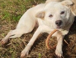 보호중 믹스견의 가…