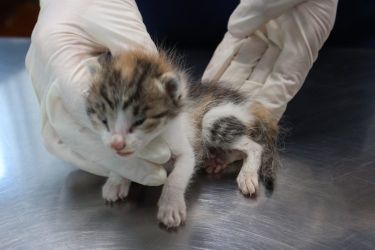 제주 동물보호센터_450650202502800