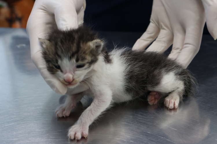 종료(자연사) 한국…