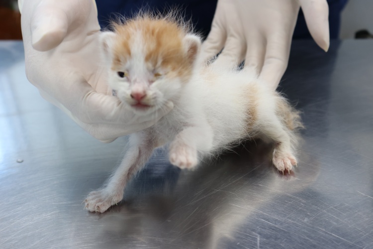 제주 동물보호센터_450650202502799