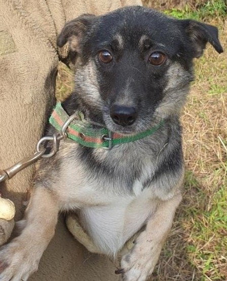 보호중 믹스견의 가…