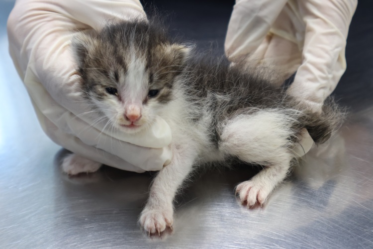 종료(자연사) 한국…