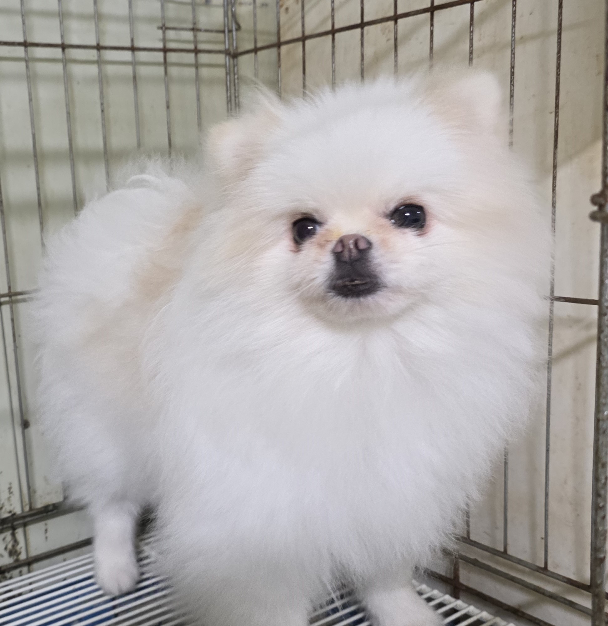 대구유기동물보호협회_427347202500894