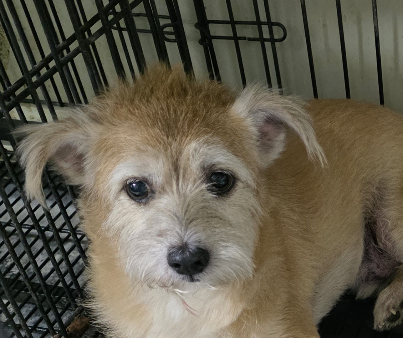 대구유기동물보호협회_427345202500634