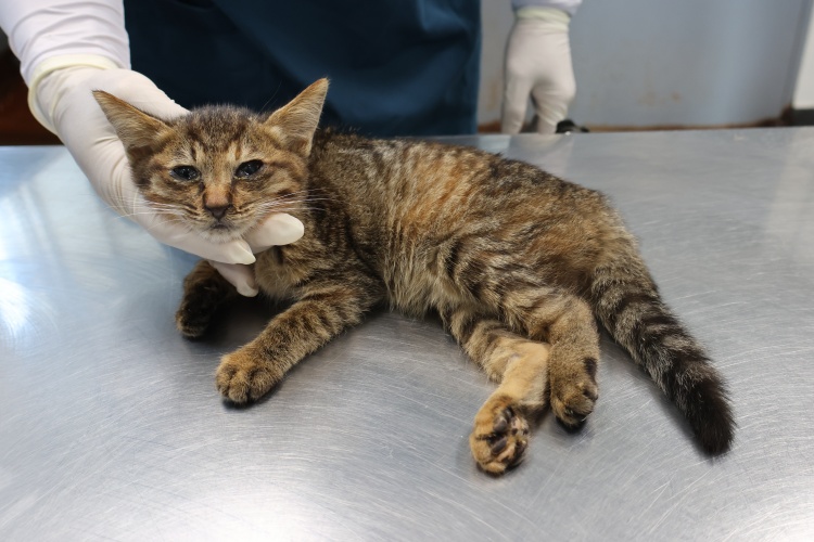 종료(자연사) 한국…