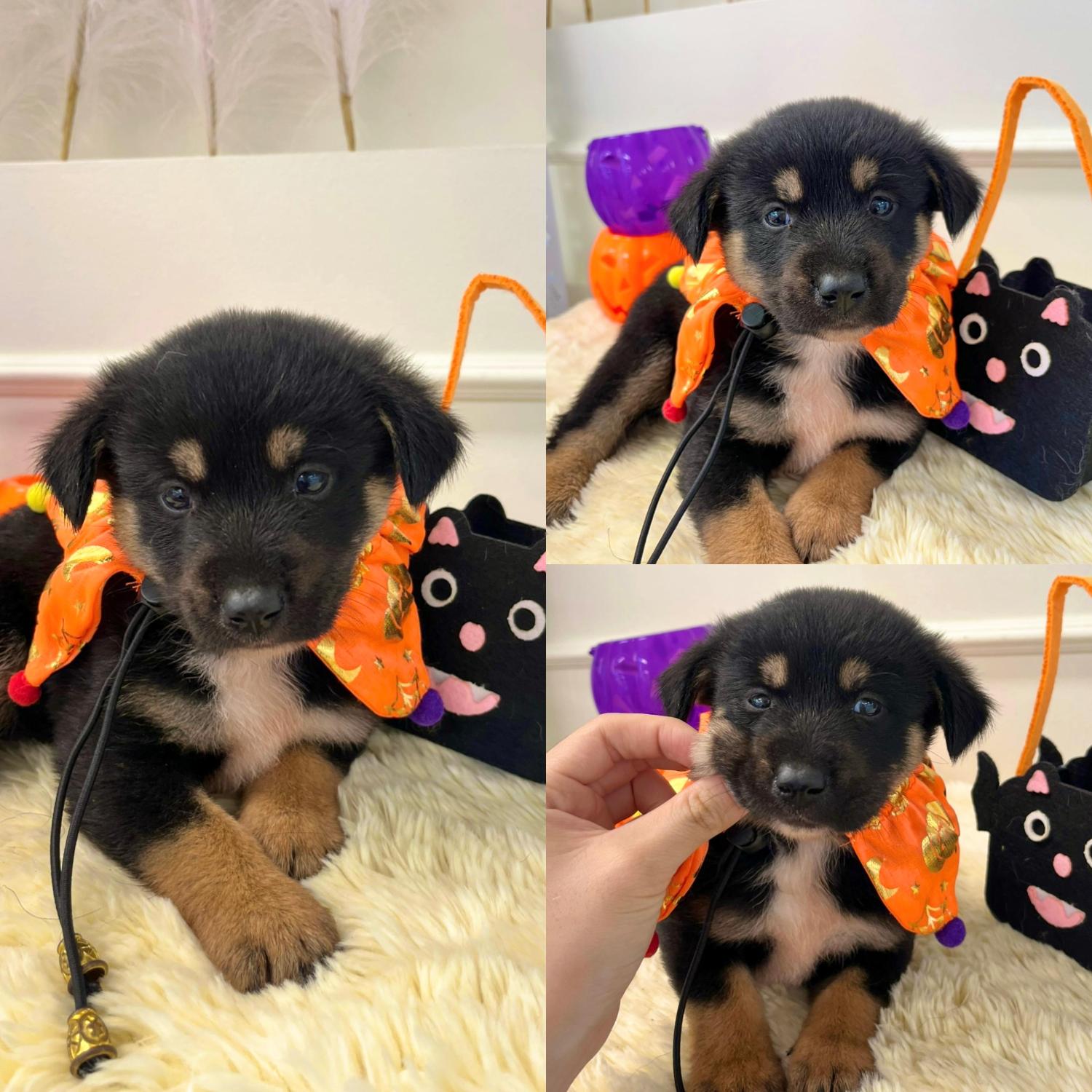 보호중 믹스견의 가…