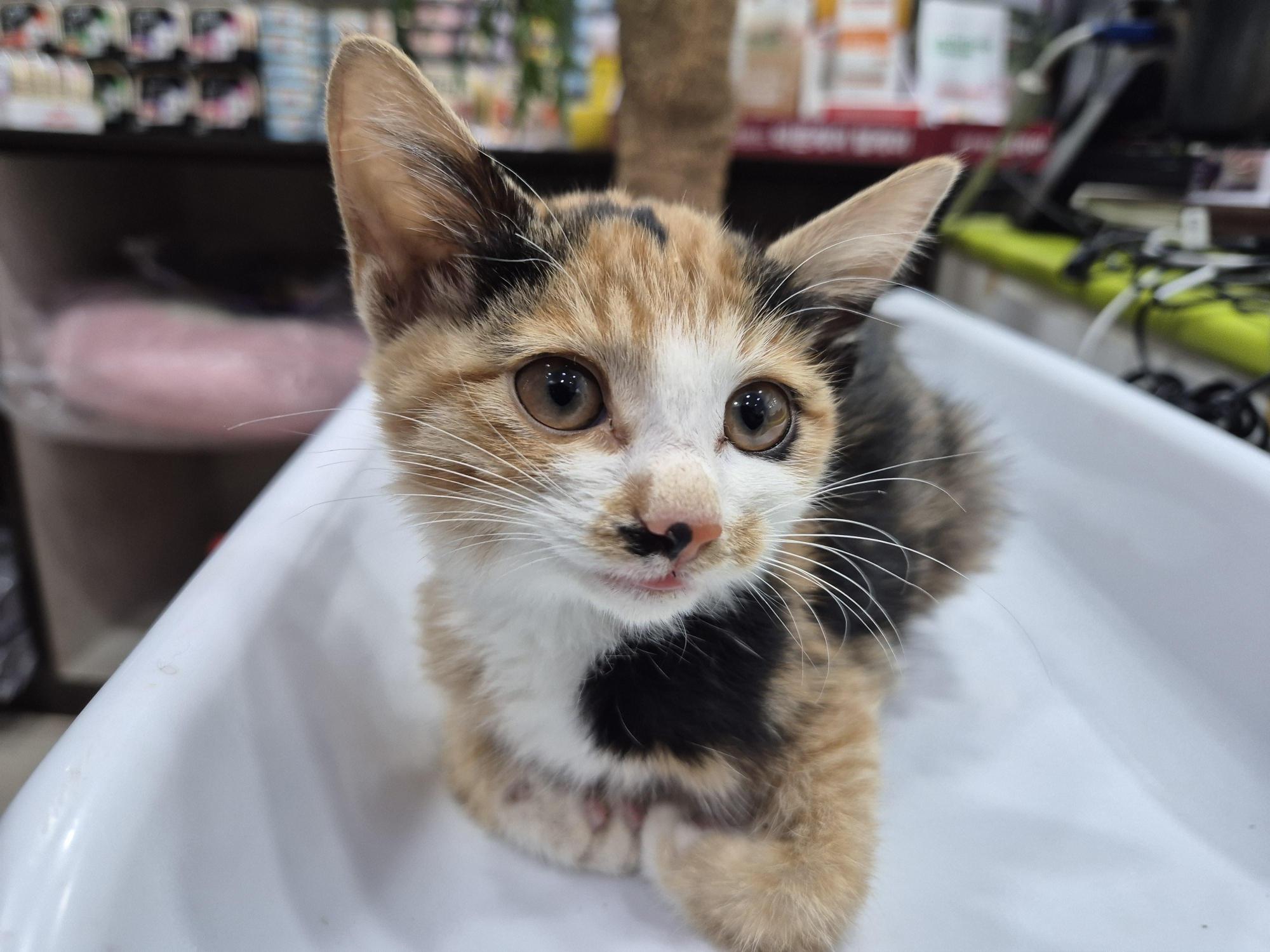 보호중 믹스묘의 가…