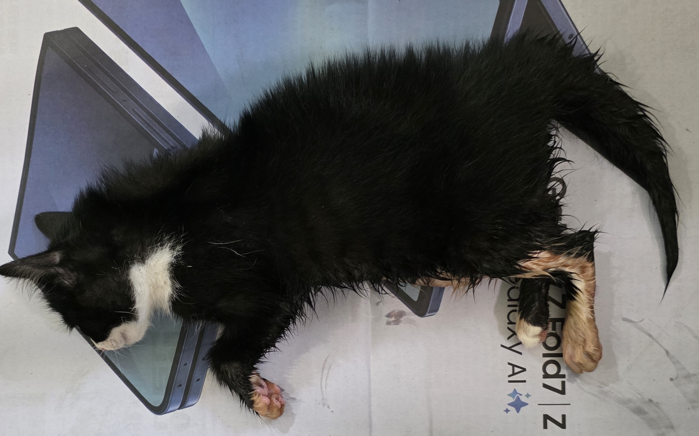 대구유기동물보호협회_427345202500635