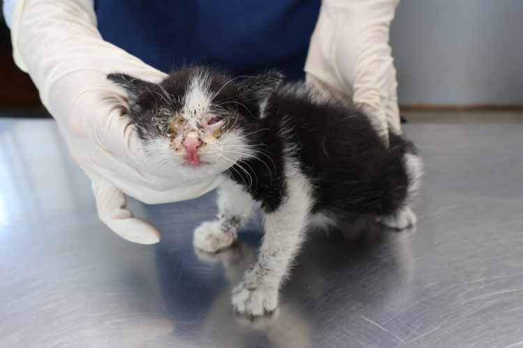 제주 동물보호센터_450650202502796