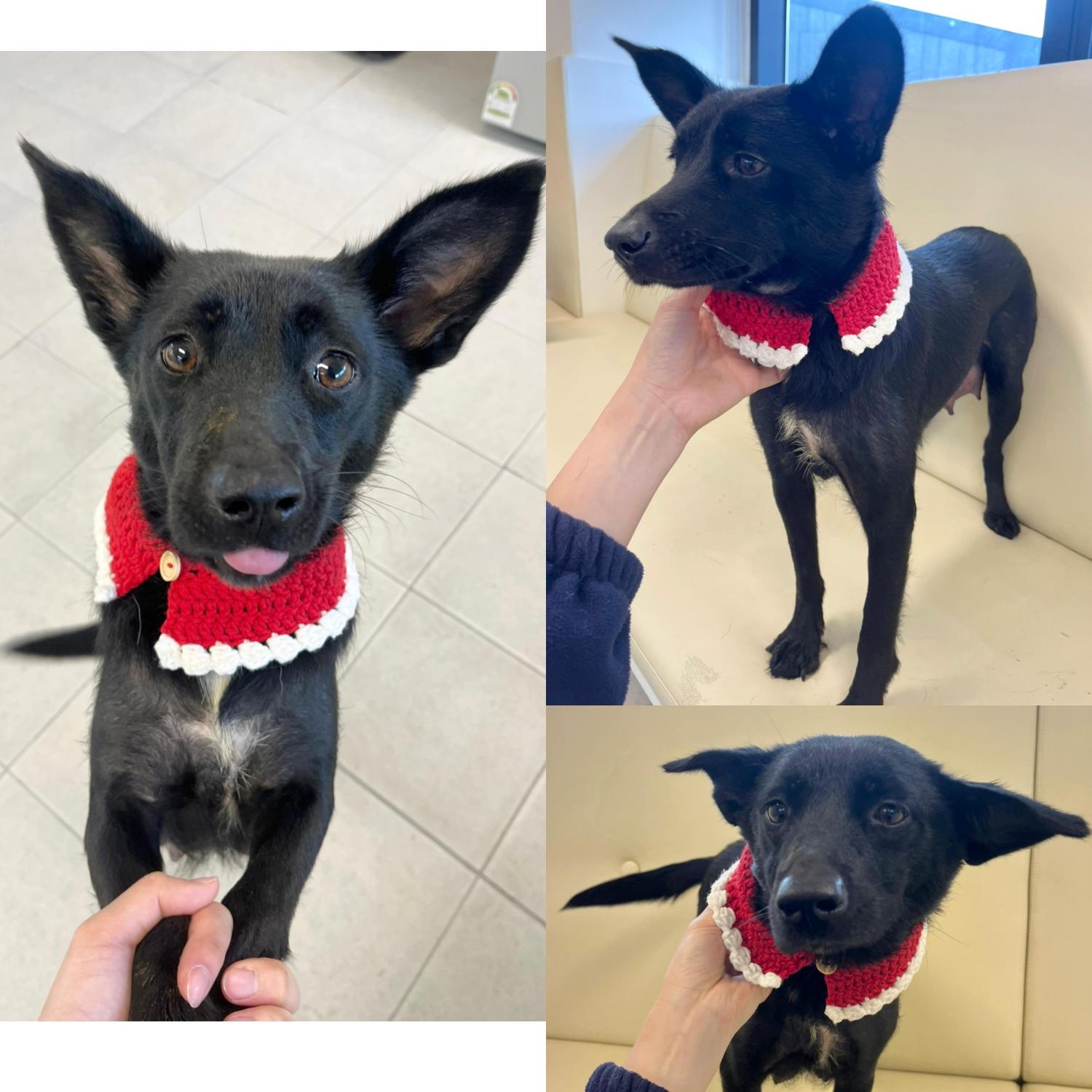 보호중 믹스견의 가…