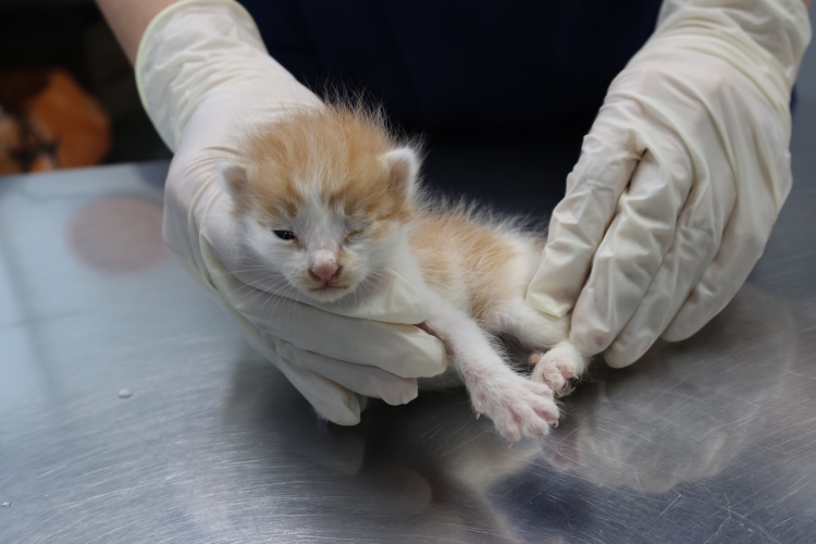 종료(자연사) 한국…