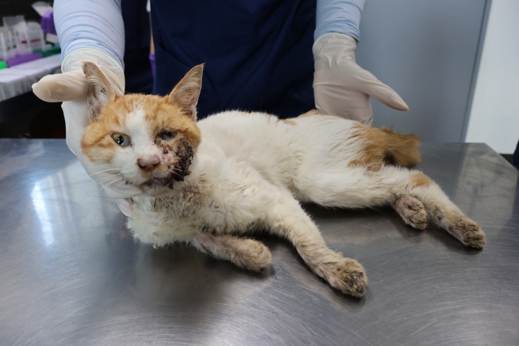 종료(안락사) 한국…