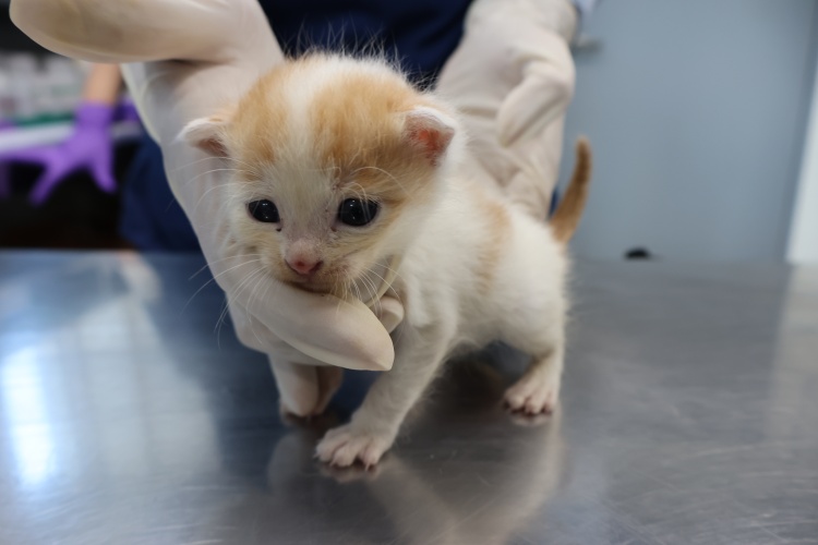 제주 동물보호센터_450650202502797