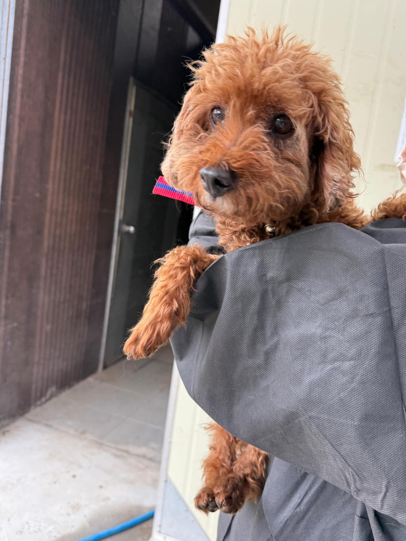 울산유기동물보호센터_431373202501558