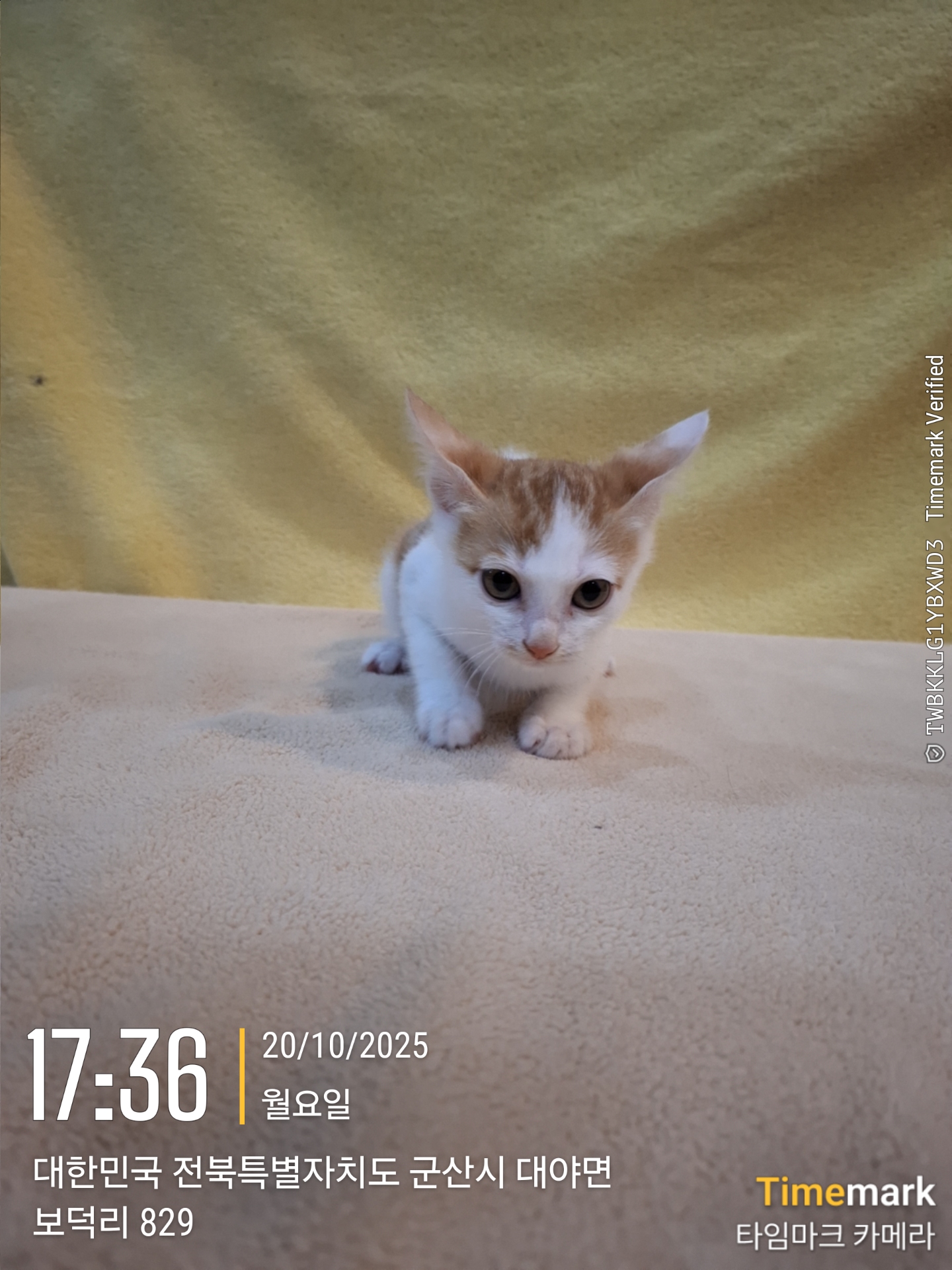 군산유기동물보호센터_445467202501977