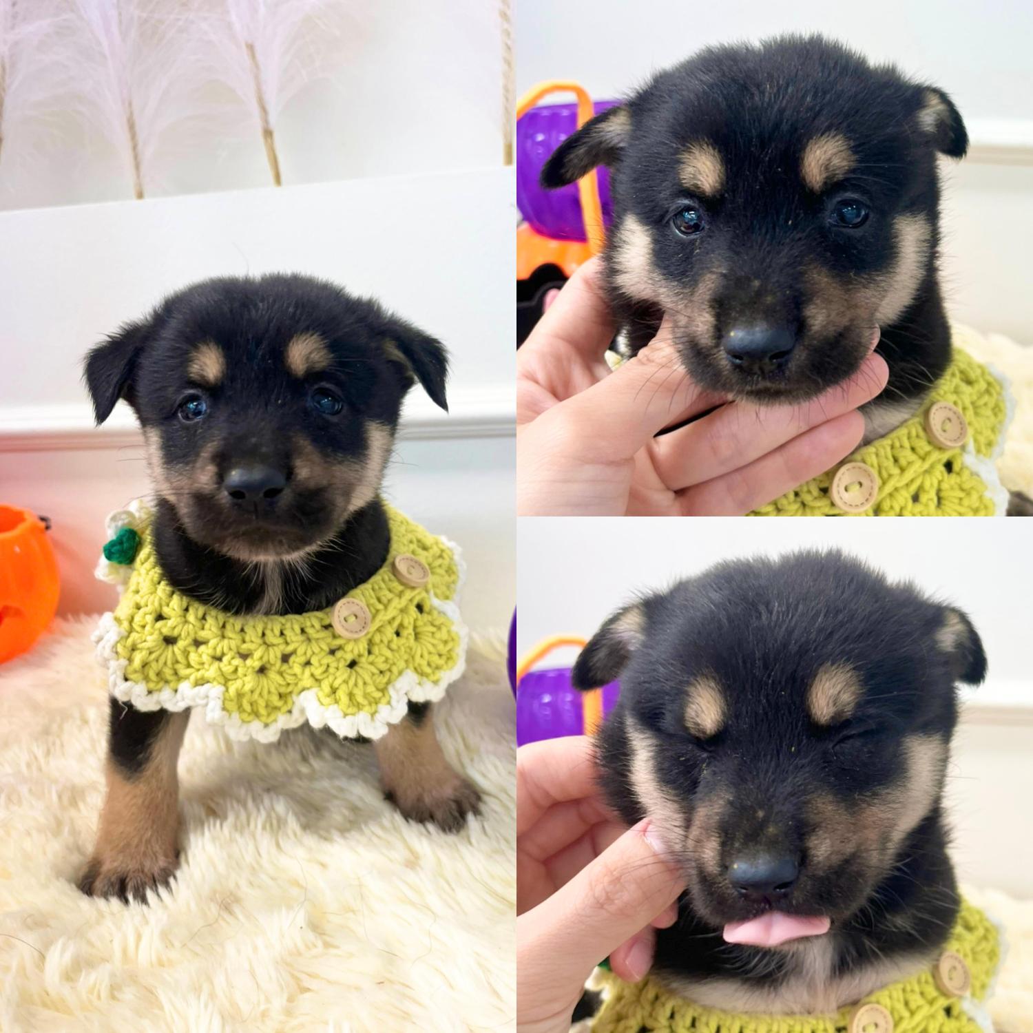 보호중 믹스견의 가…