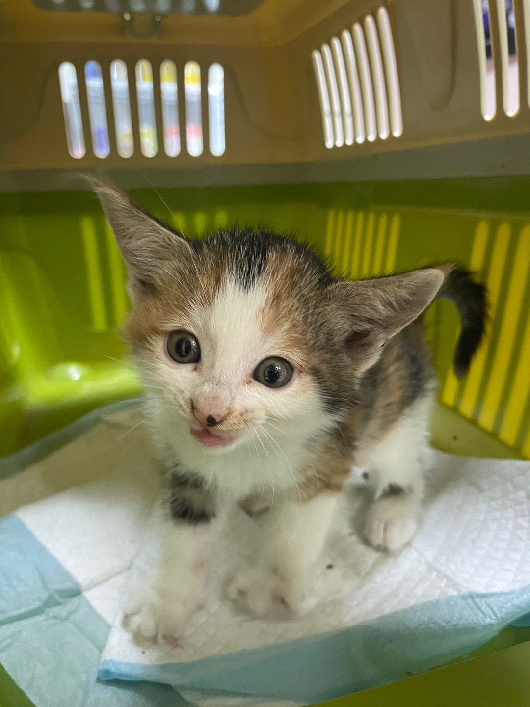 종료(자연사) 한국…