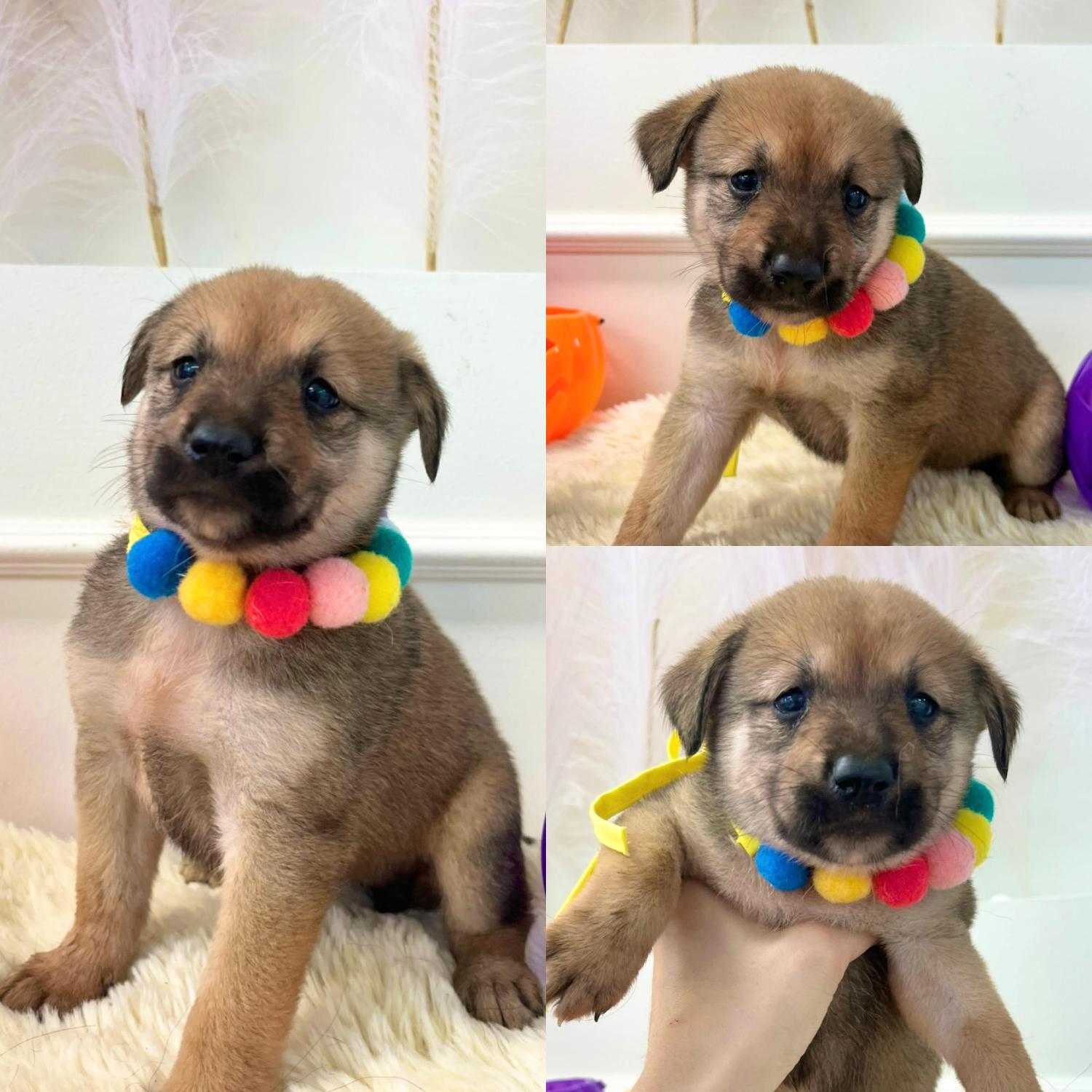 보호중 믹스견의 가…