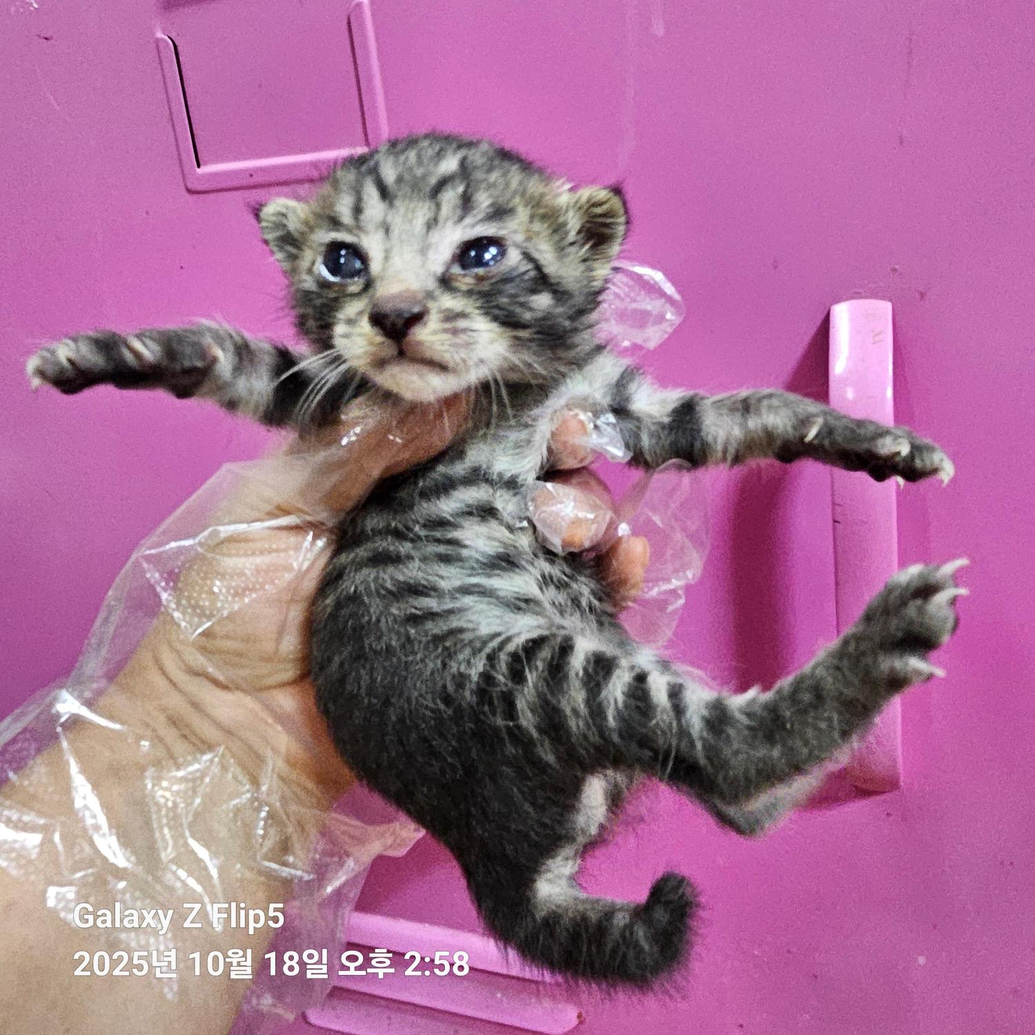 종료(자연사) 한국…