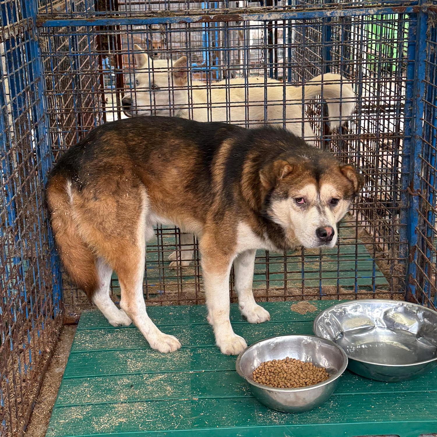 보호중 믹스견의 가…