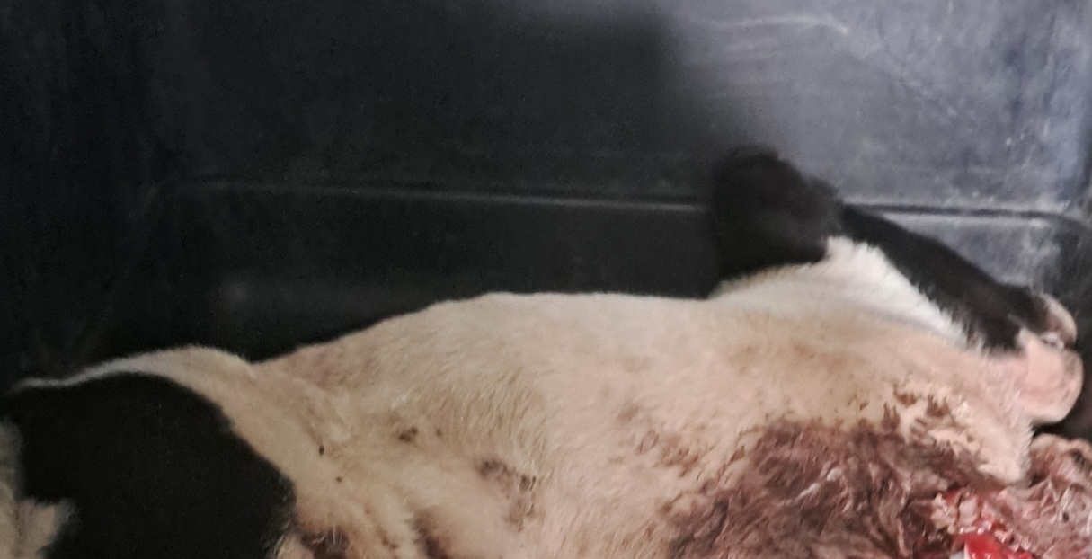 종료(자연사) 믹스…