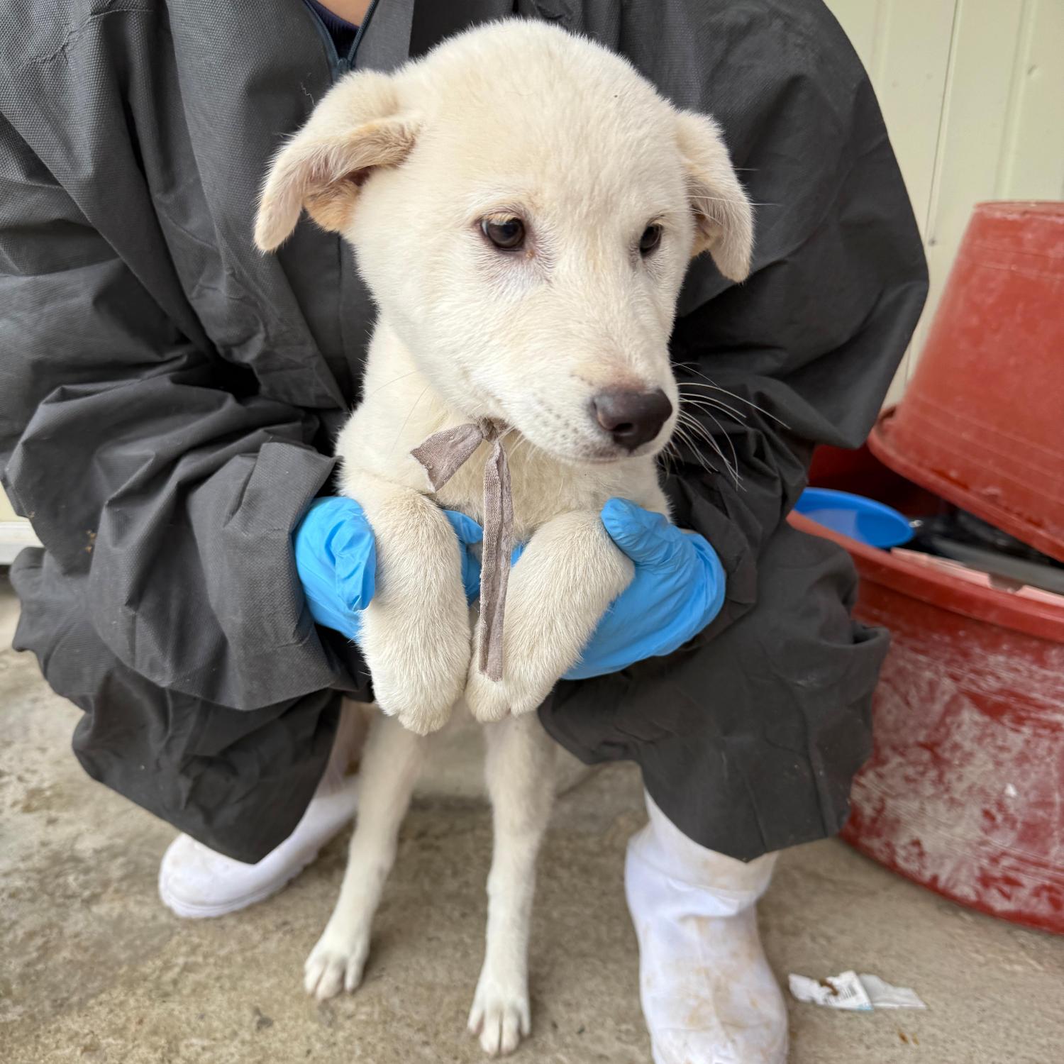 보호중 믹스견의 가…