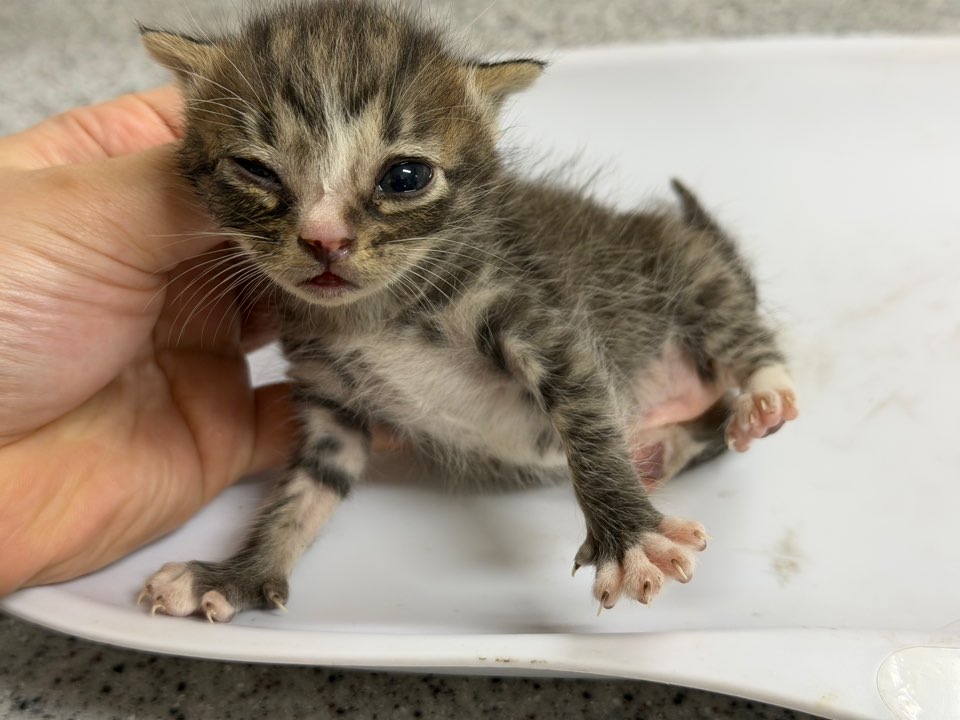 종료(자연사) 한국…