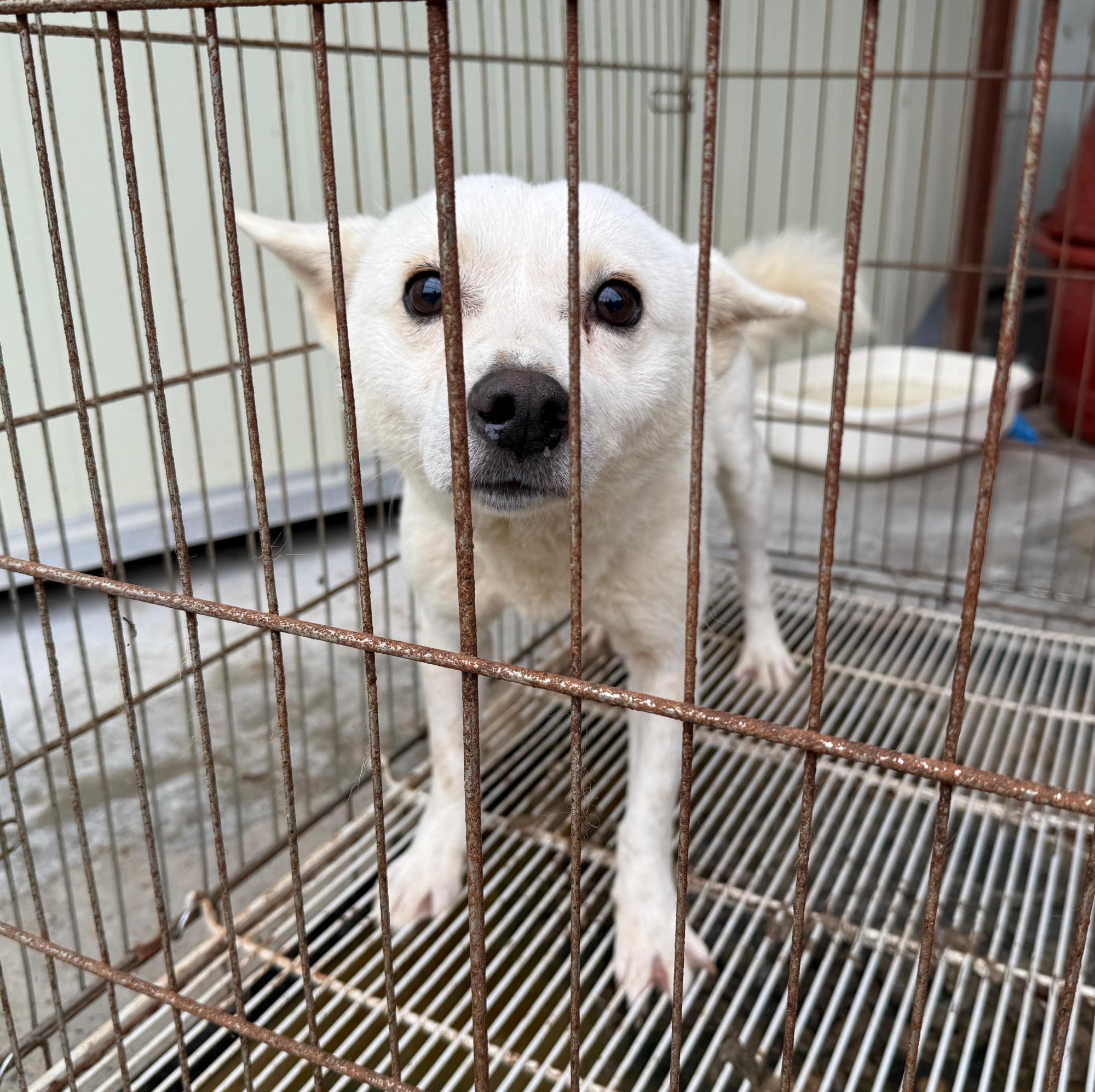 보호중 믹스견의 가…