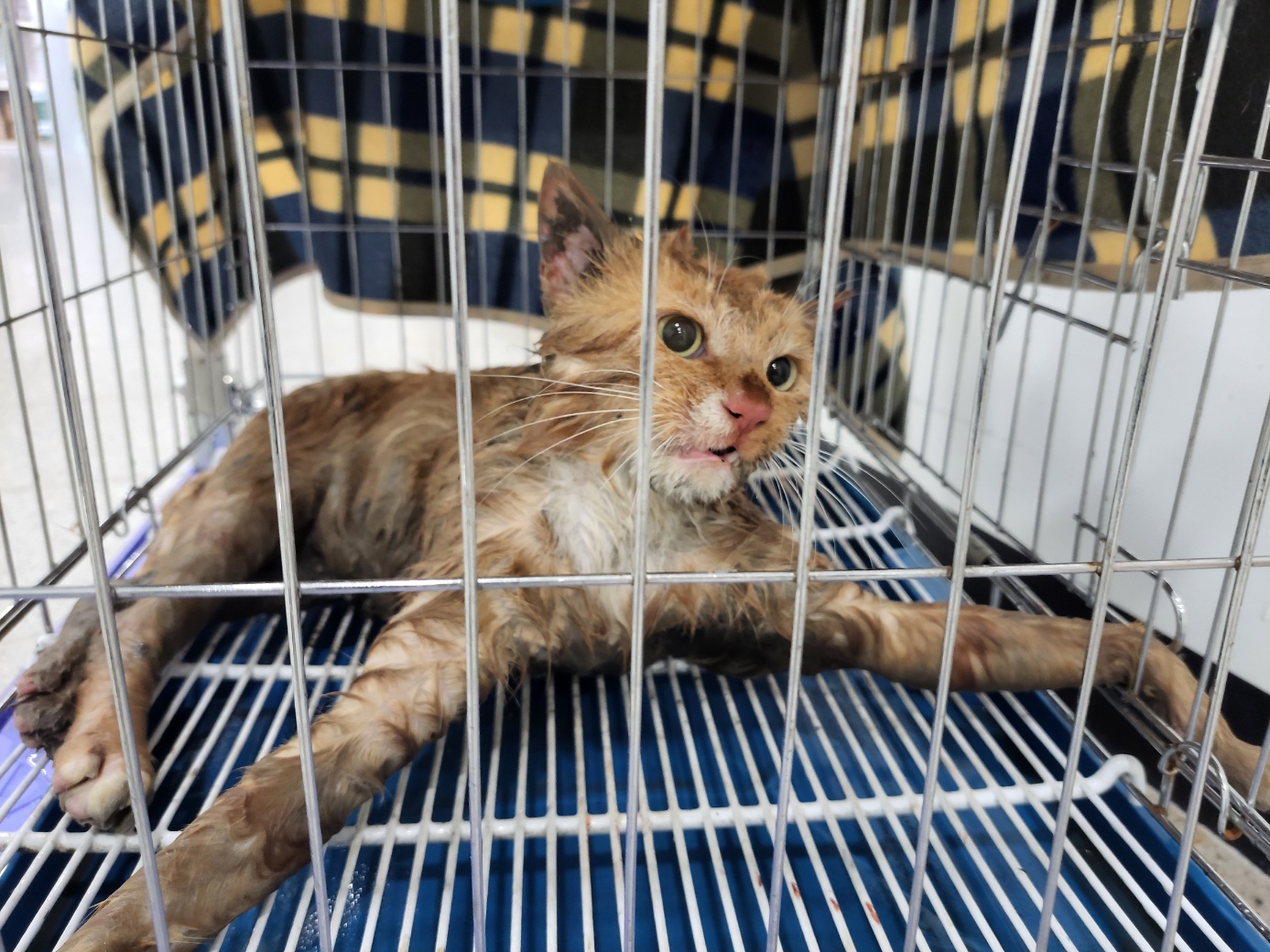 고양시동물보호센터_441394202502293