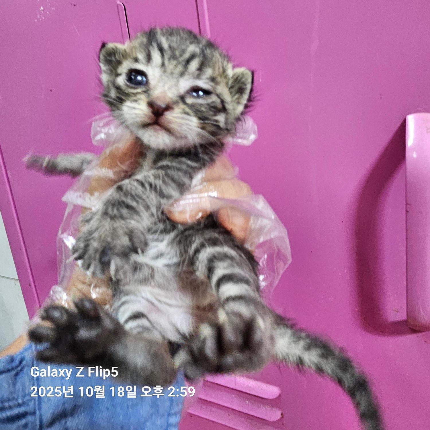 울산유기동물보호센터_431373202501561