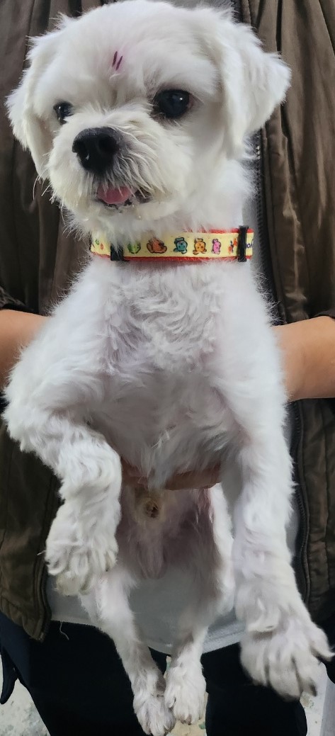 보호중 말티즈의 가…