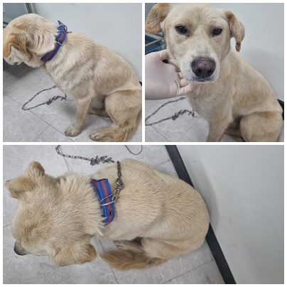 종료(반환) 믹스견…