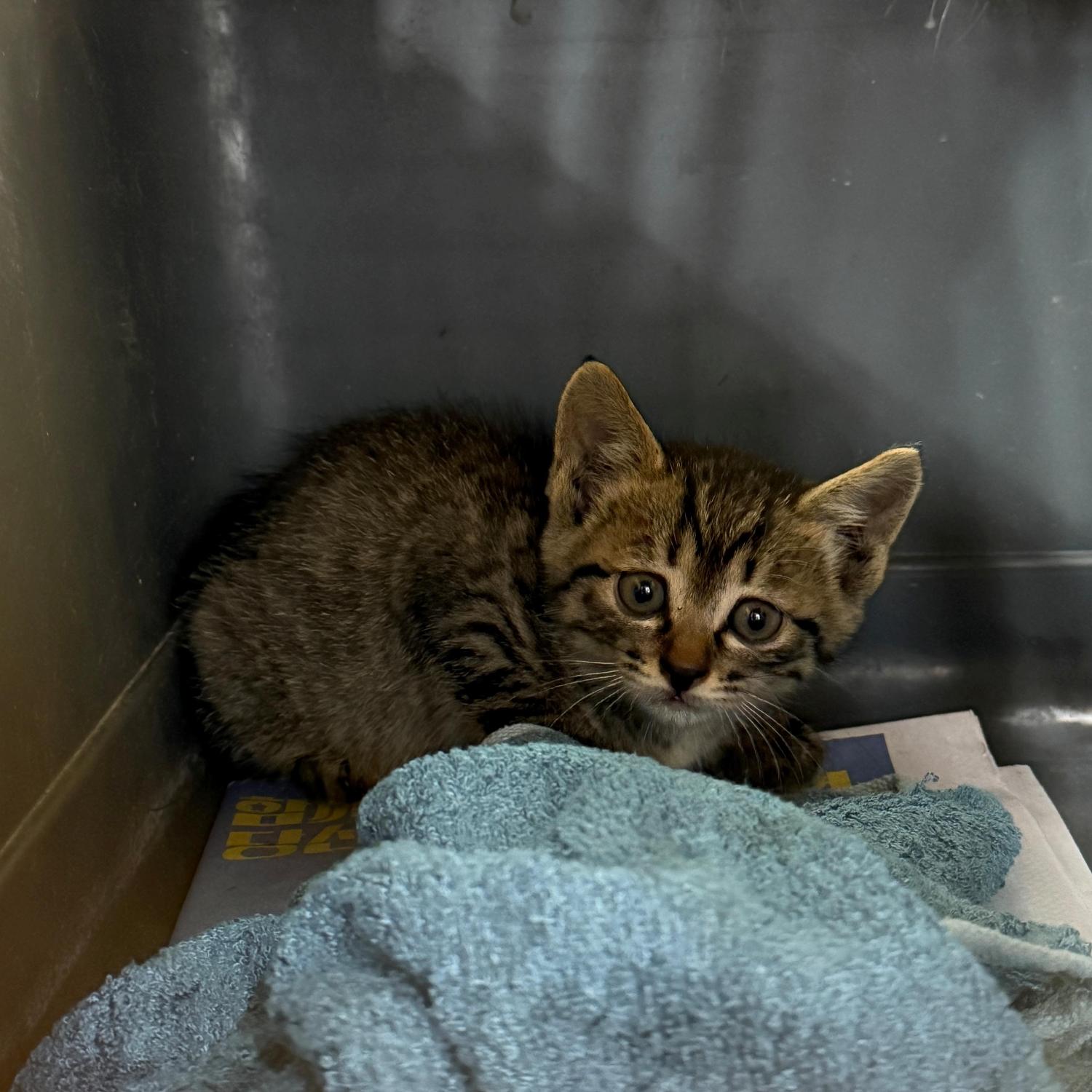 울산유기동물보호센터_431373202501571