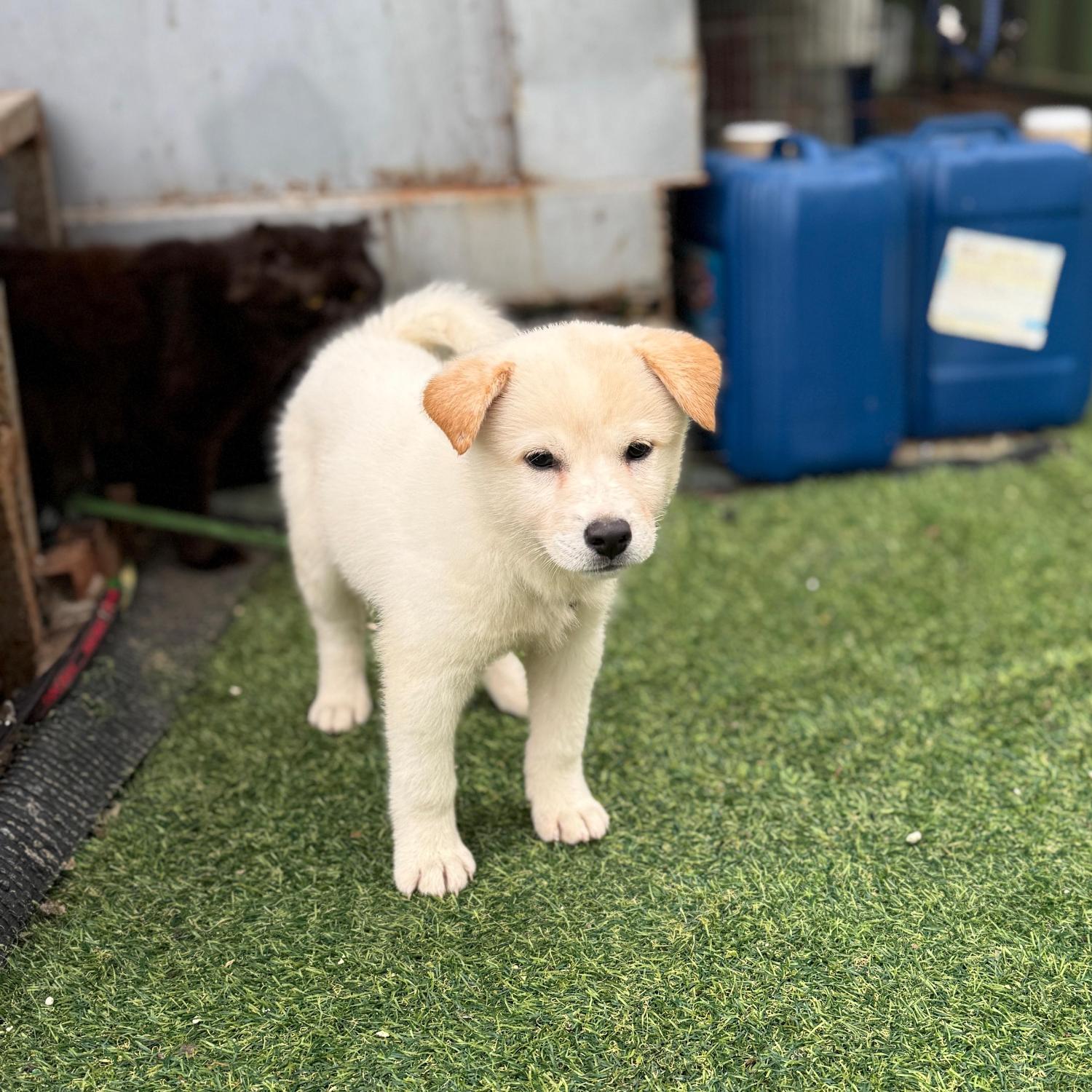 보호중 믹스견의 가…