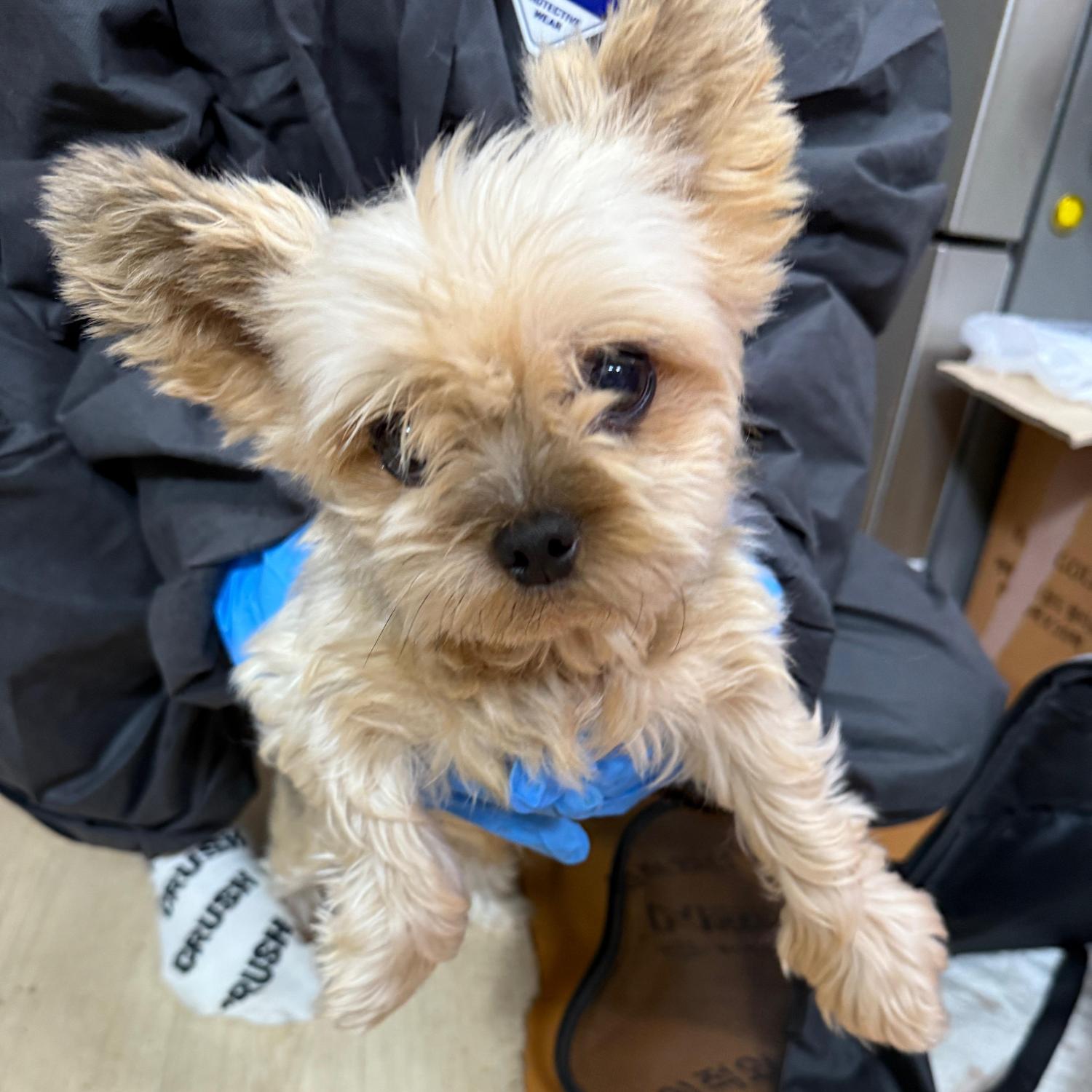 종료(입양) 요크셔…