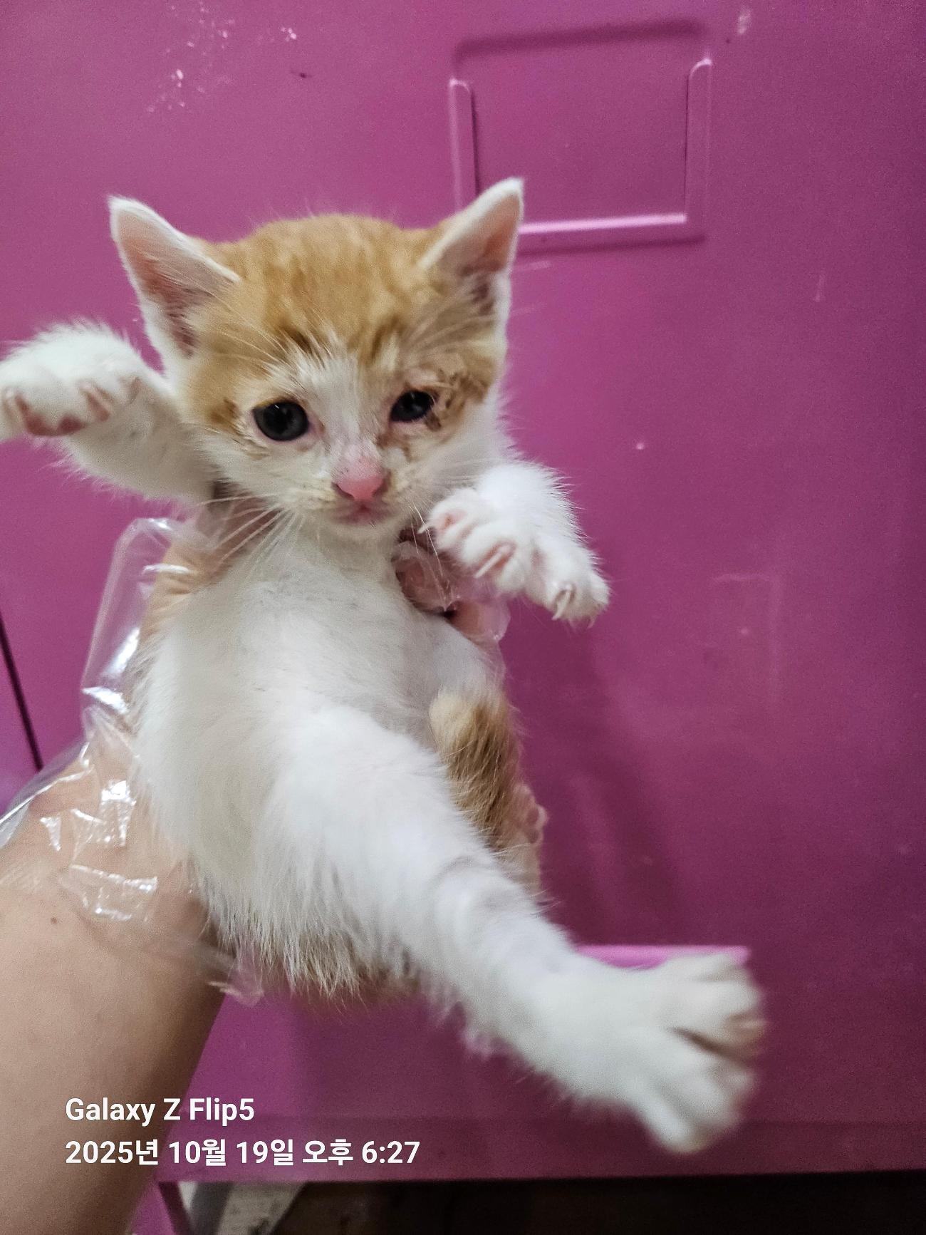 울산유기동물보호센터_431373202501563