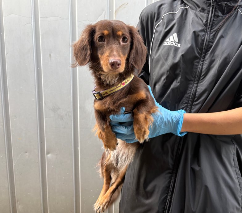 한국야생동물보호협회_441402202500581