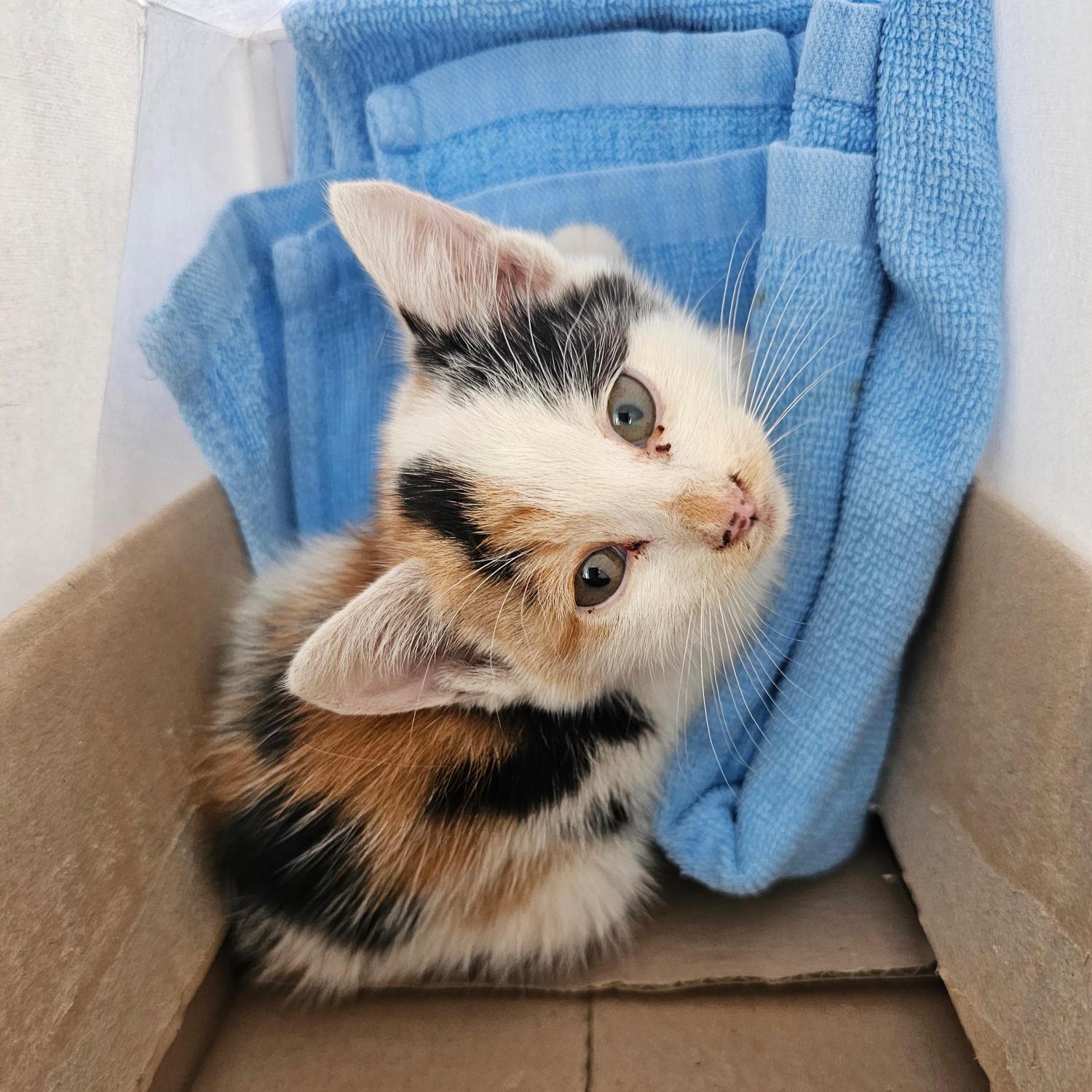 종료(자연사) 한국…