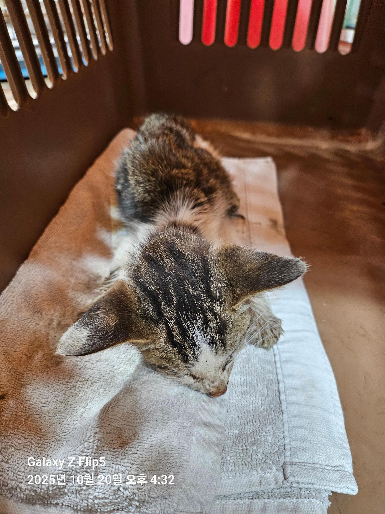 종료(자연사) 한국…